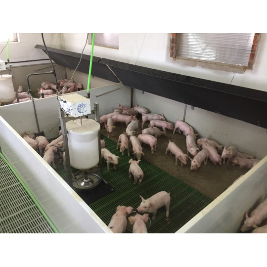 Alimentation des porcelets après le sevrage