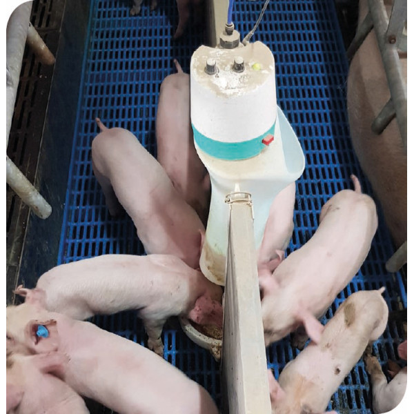 Système d’alimentation des porcelets