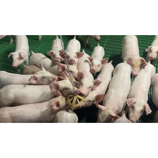 jouet organique pour porc