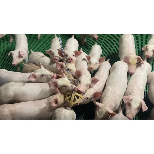 jouet organique pour porc