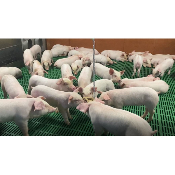 Jouet pour le bien-être, organique, biosourcé, biodégradable et d'origine végétale