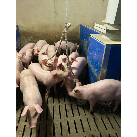 jouet a mâchouiller rvbiotech