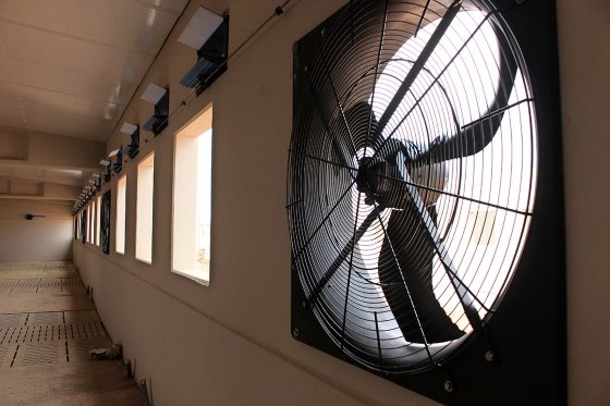 Ventitalion Elevage porcin droit à l'image Pig Progress