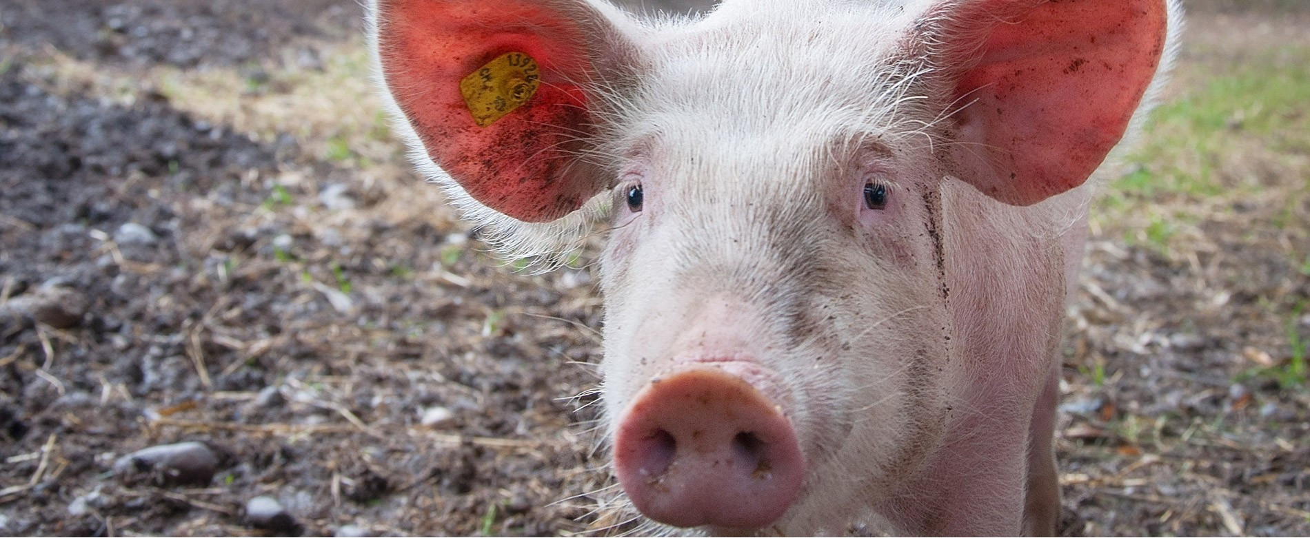 Nouvelle rubrique, le bien-être animal