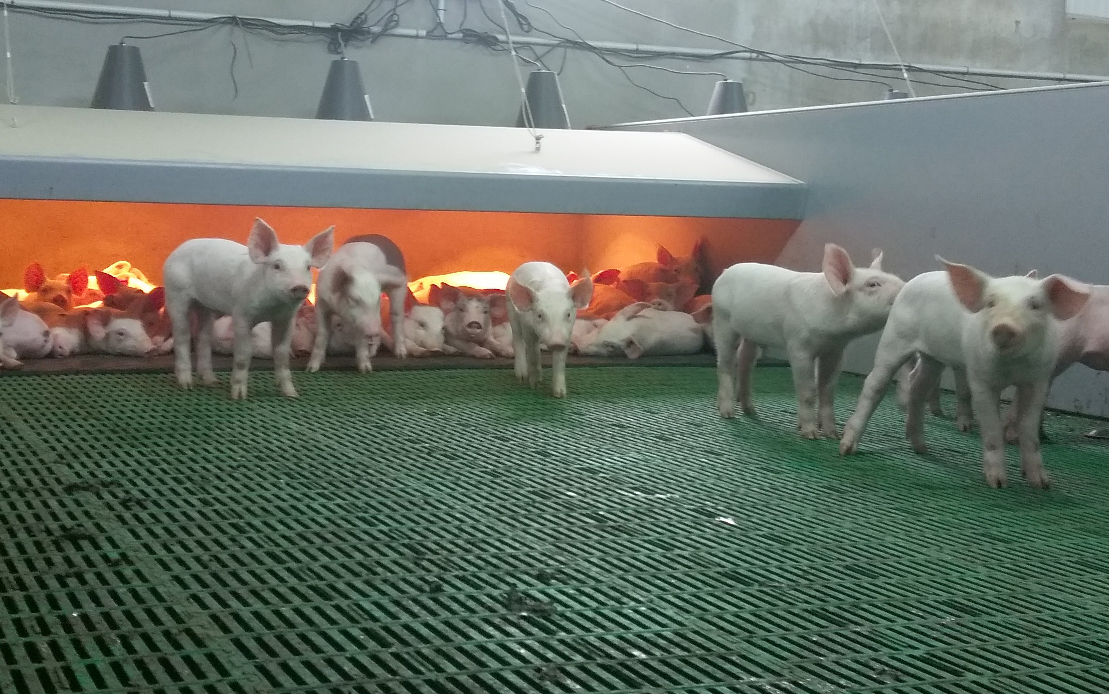 Améliorer vos performances énergétiques ainsi que le confort des porcelets en maternité Améliorer vos performances énergétiques ainsi que le confort des porcelets en maternité