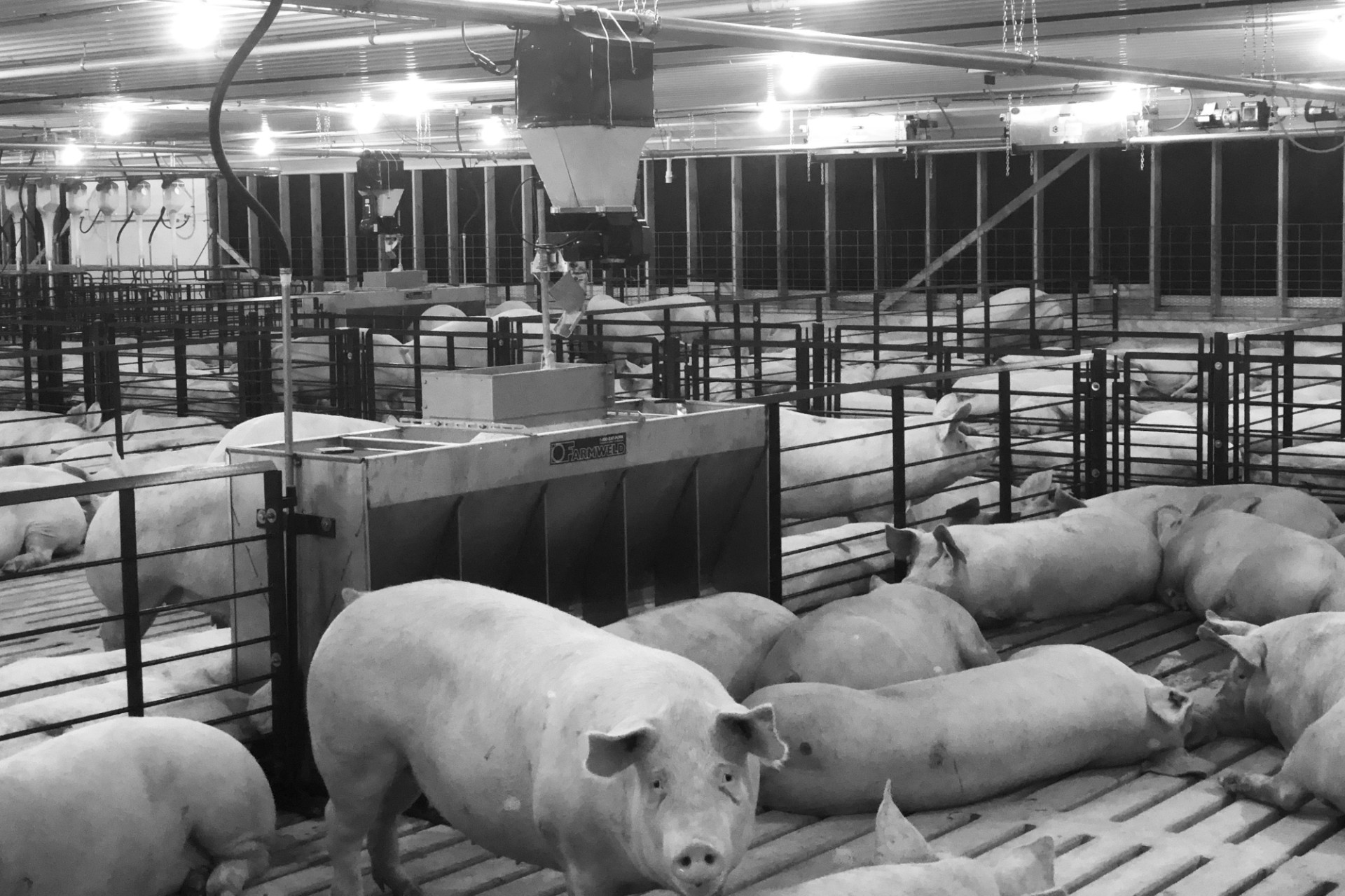 Le mélange d’aliments est rentable : un levier efficace pour optimiser les coûts en élevage porcin