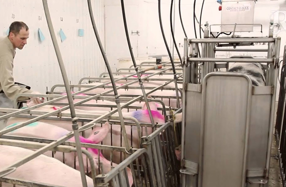 Optimiser la détection des chaleurs après sevrage pour améliorer les performances de reproduction